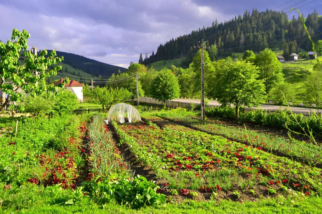 Pensiunea Agroturistica Casa Colinita Vatra Moldovitei Exterior photo